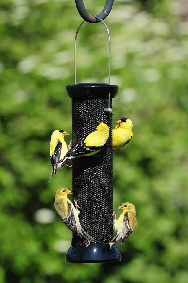 The Joy of Feeding Birds