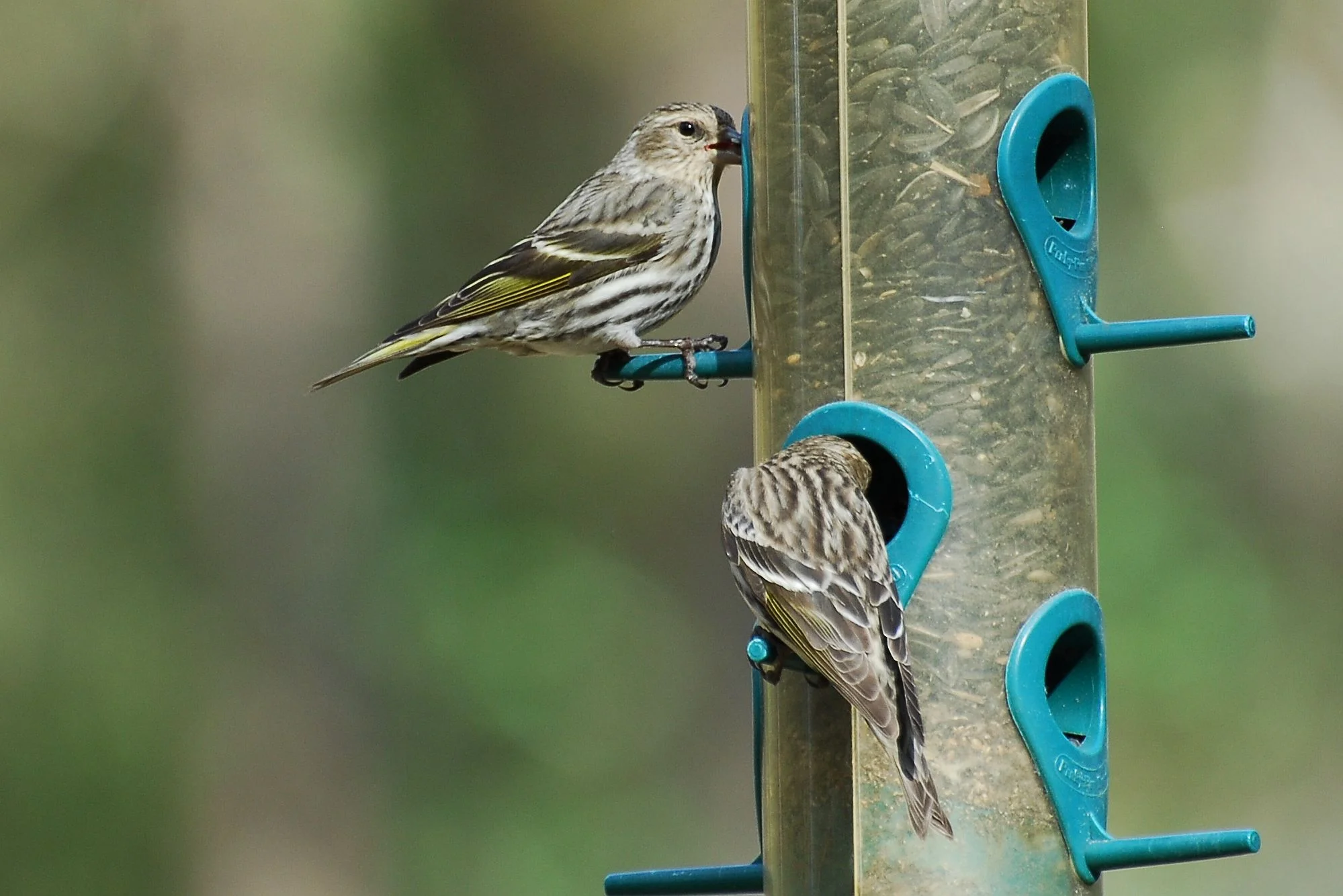 Pine Siskins