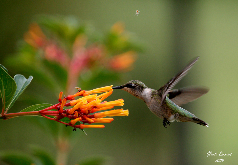 Image of Hummingbird feeding on okra plant