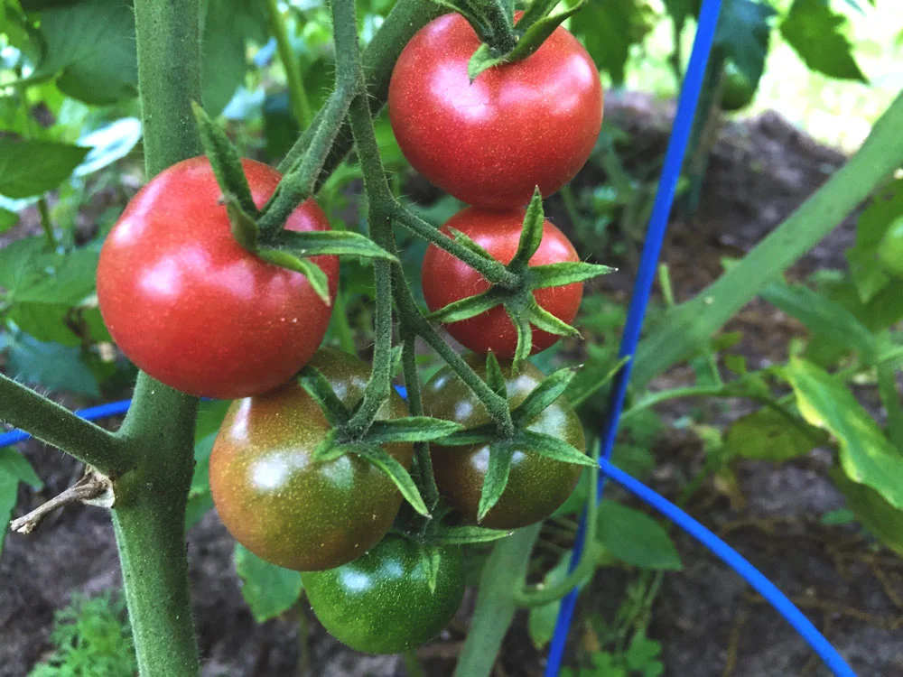 Tomato Season Is Here!