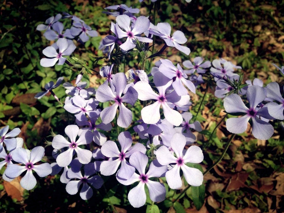 Woodland Phlox