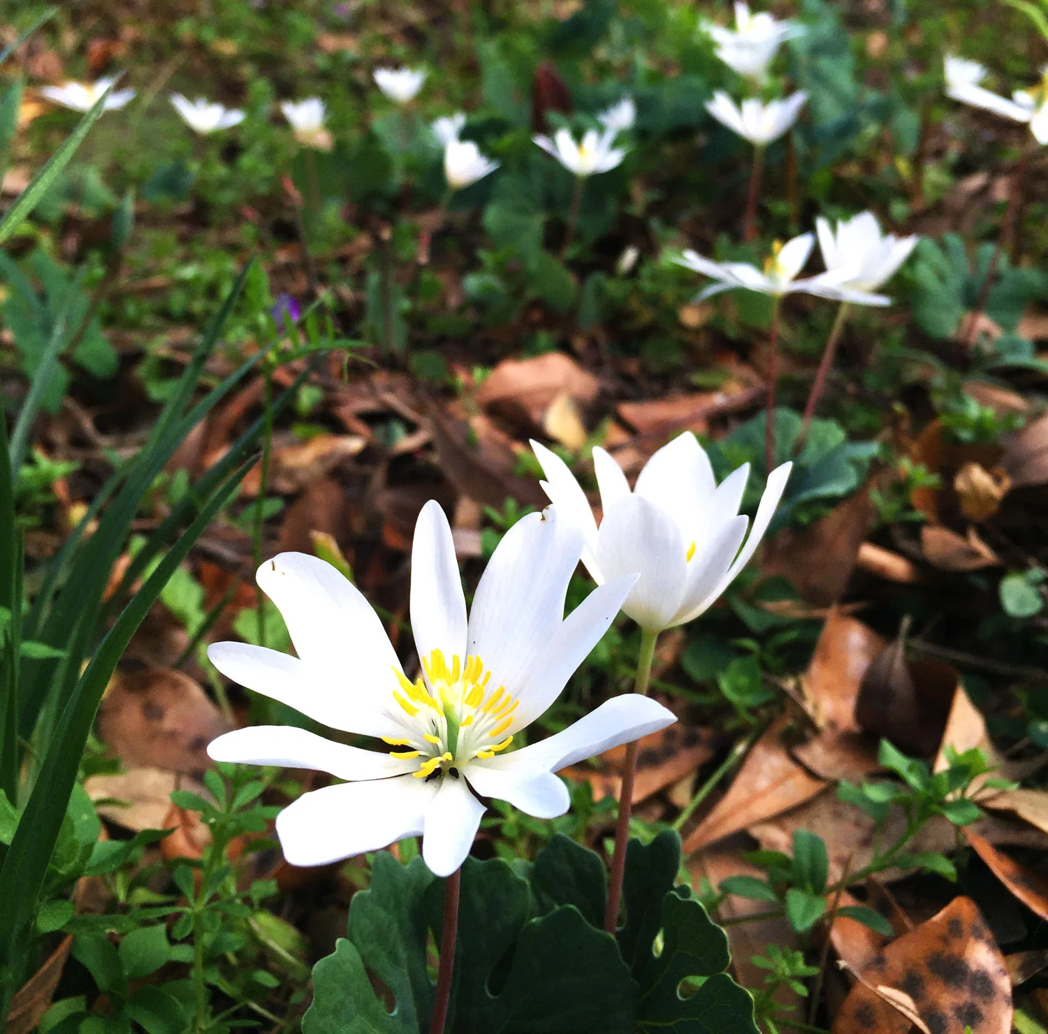 Create a Secret Garden using Woodland Wildflowers