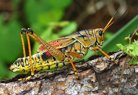 NOLO grasshopper bait