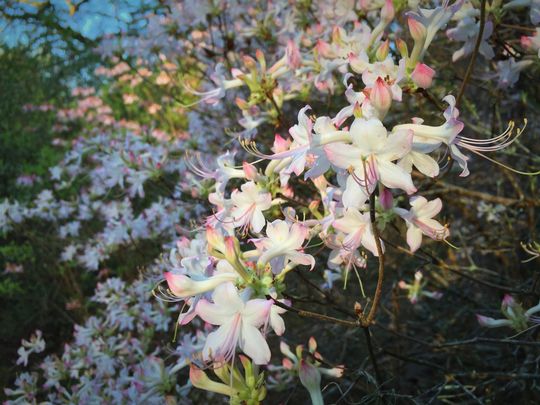 Piedmont azalea in white with pink blush form. (Photo: Lilly Anderson-Messec)