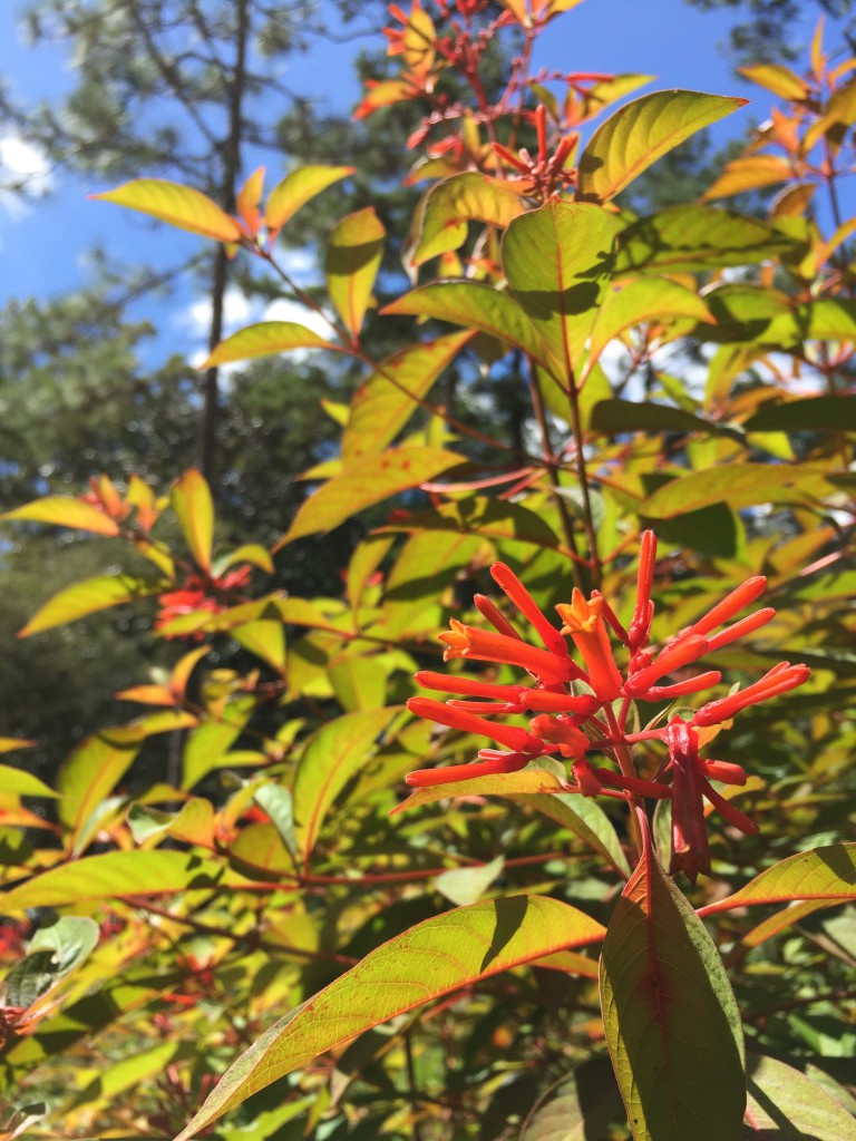 Featured image of post Central Florida Native Landscaping : In florida, australian pine refers to several species of trees belonging to the genus casuarina.