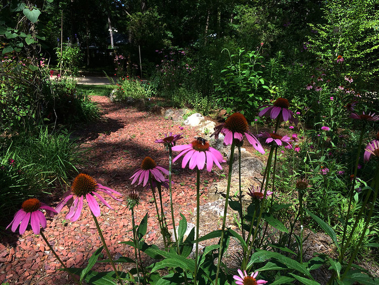 Five Essential Perennials For Florida Gardens Native Nurseries Five Essential Perennials For Florida, How To Start A Flower Garden In Florida
