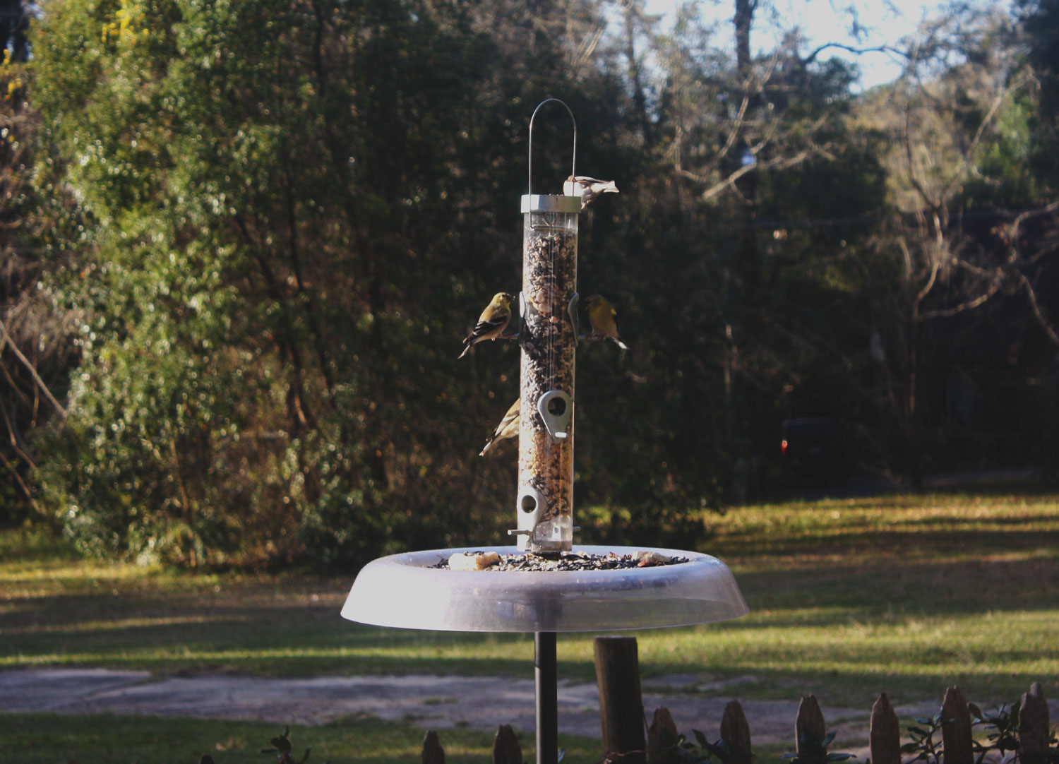 goldfinch-e-feeder.jpg