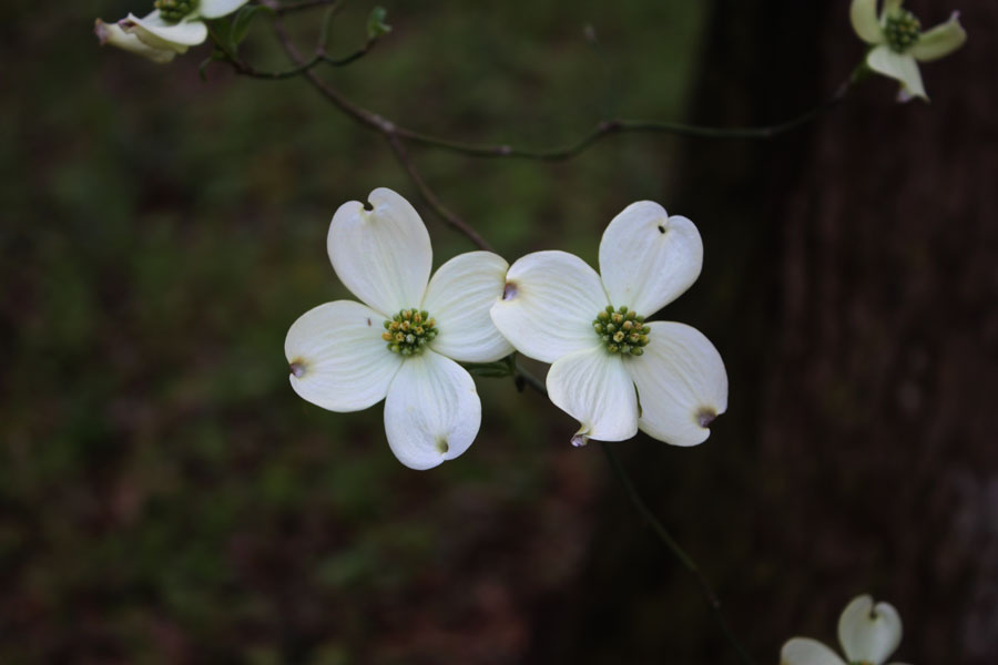 Dogwood