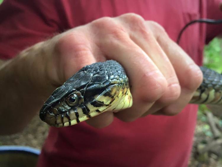 Venomous Snake Catcher, Cottonmouth - North Florida