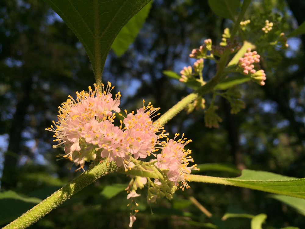 Beautyberry blooms in the morning light here at Native Nurseries.