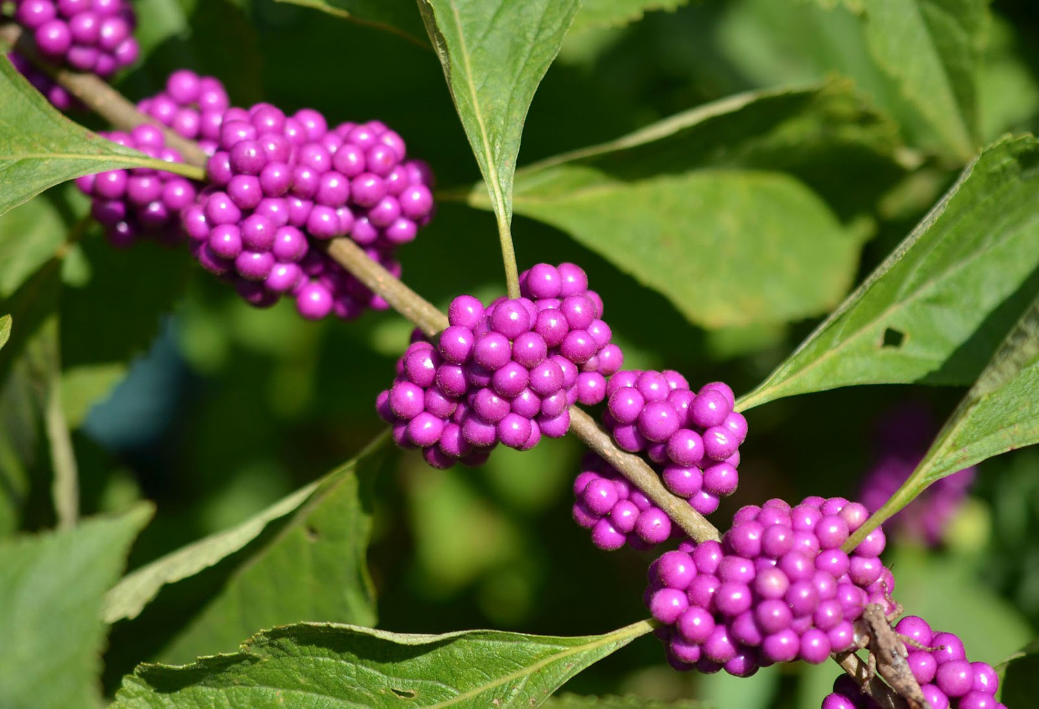 Clusters of attractive beautyberries. Great food for wildlife. 