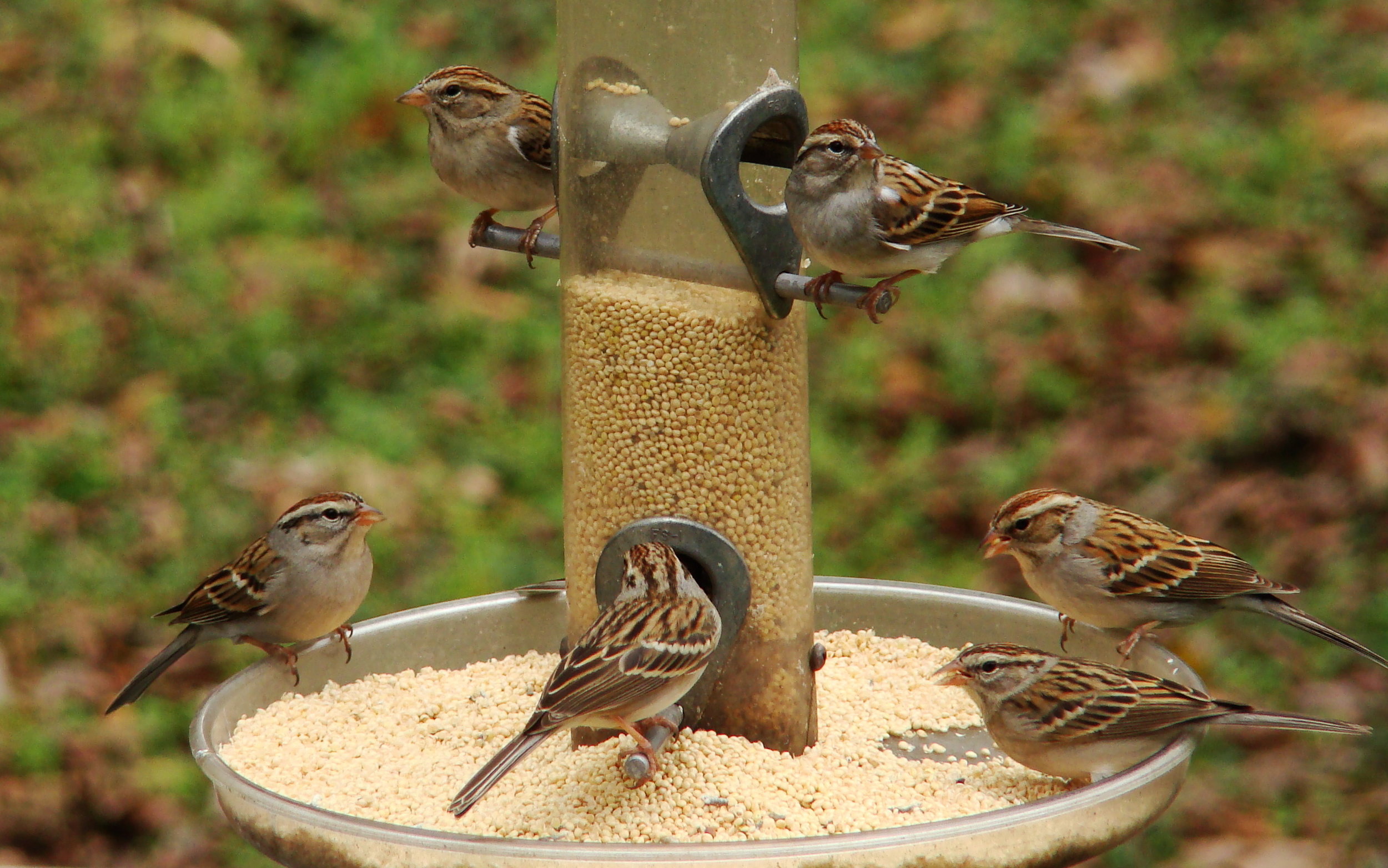 sandy-beck-chipping.sparrows.JPG