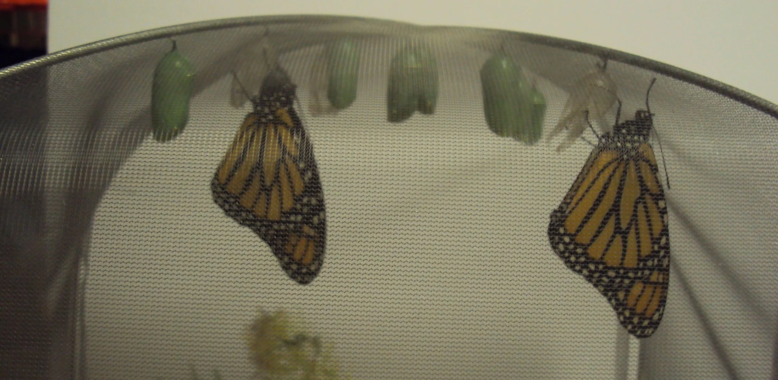 Metamorphosis