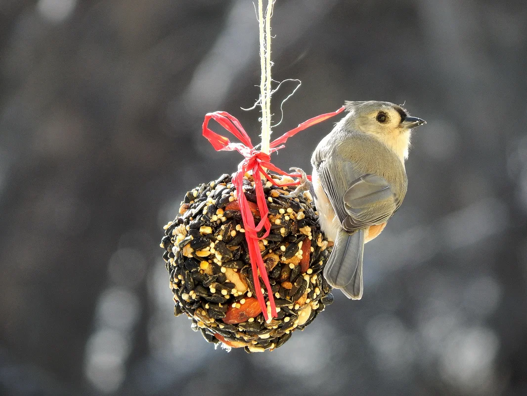 birdseed ball with titmouse.jpg