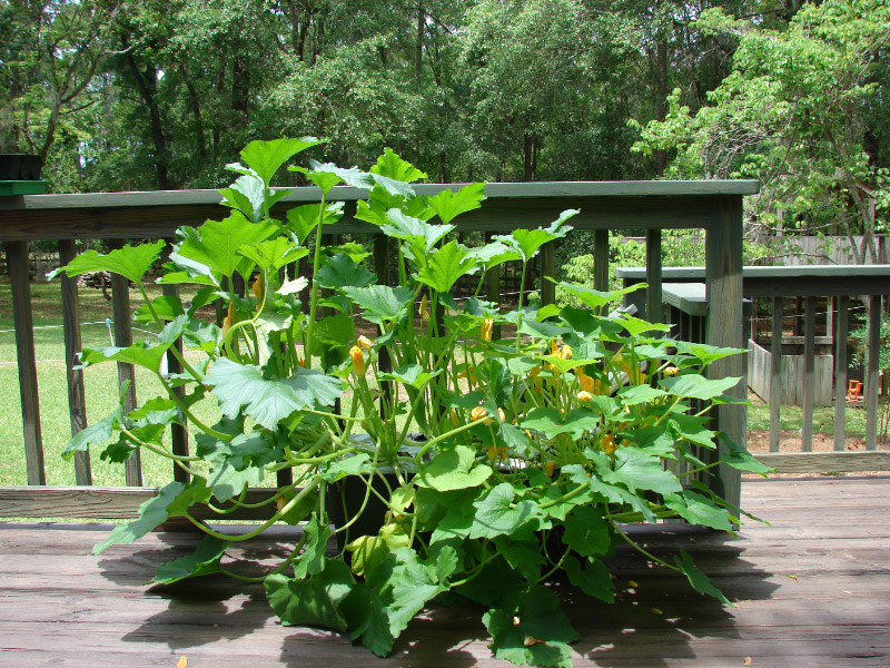 EarthBox for your Gardening Valentine