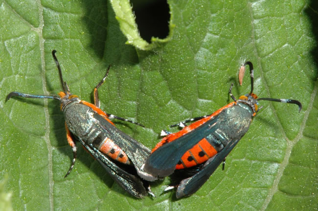 Adult Squash Vine Borer, Photo by Jeff Hahn