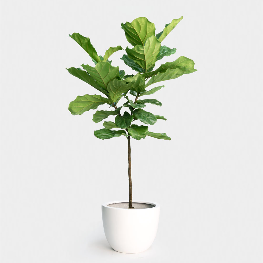 Houseplant Lovers Workshop