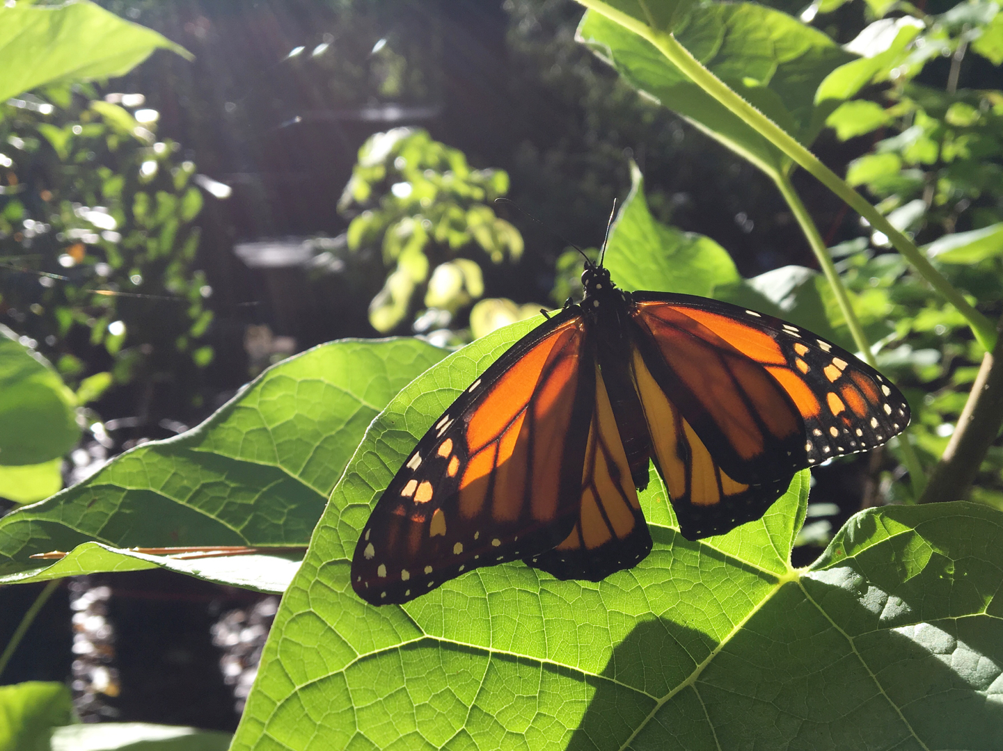 Miraculous Monarchs Butterfly Workshop