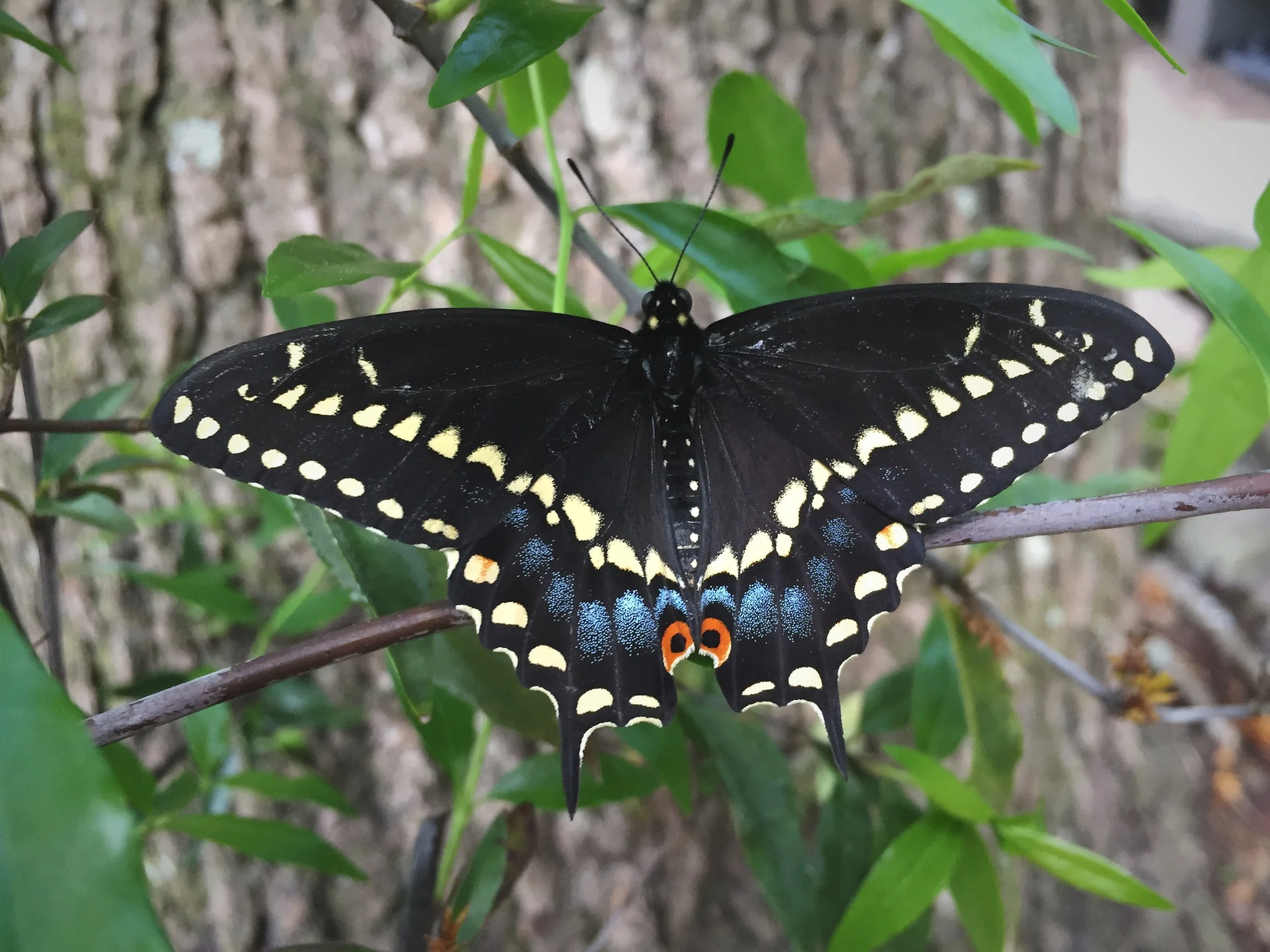 Butterfly Gardening for Beginners with Elizabeth Georges