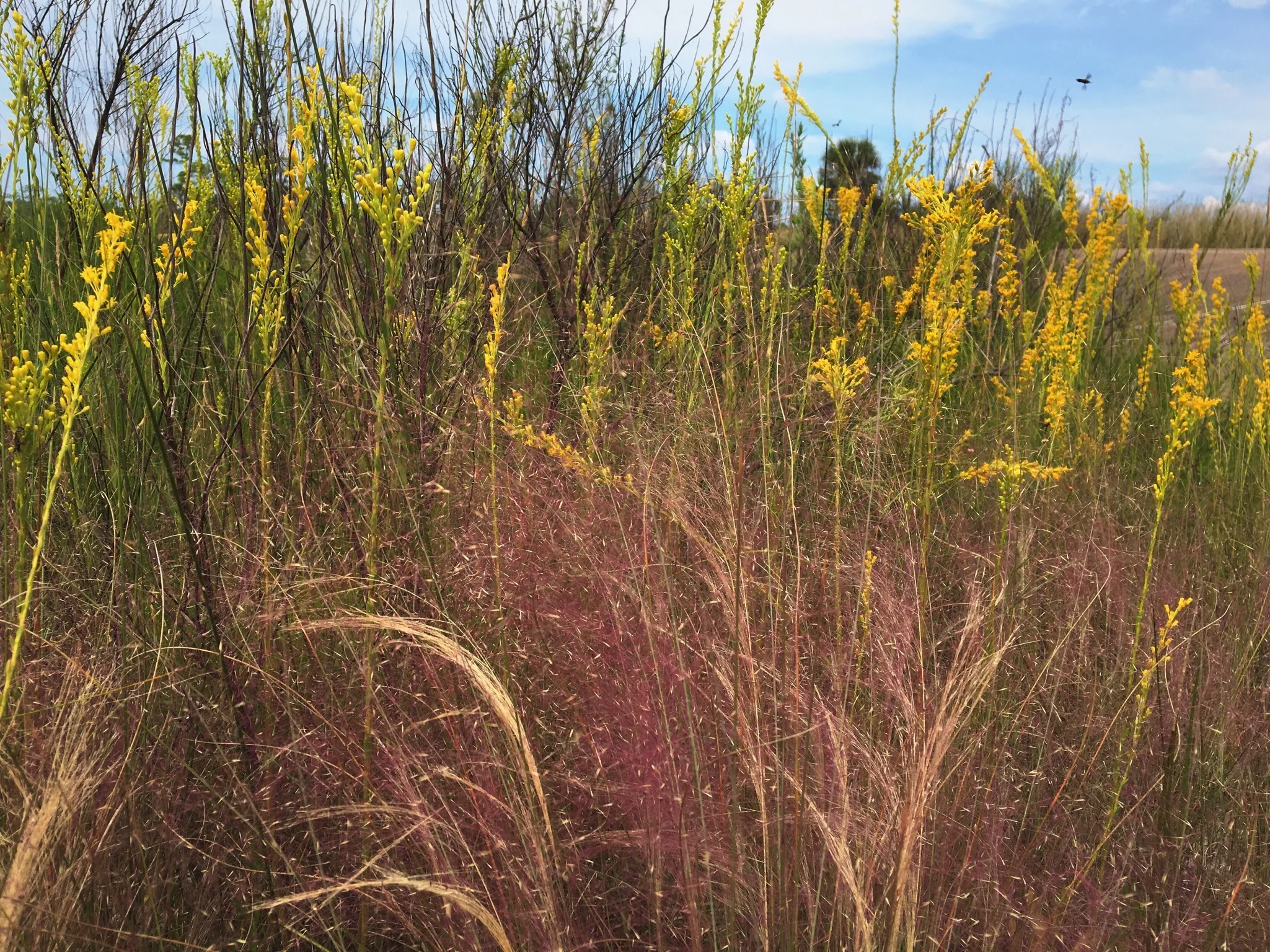 Purple Lovegrass and Goldenrod