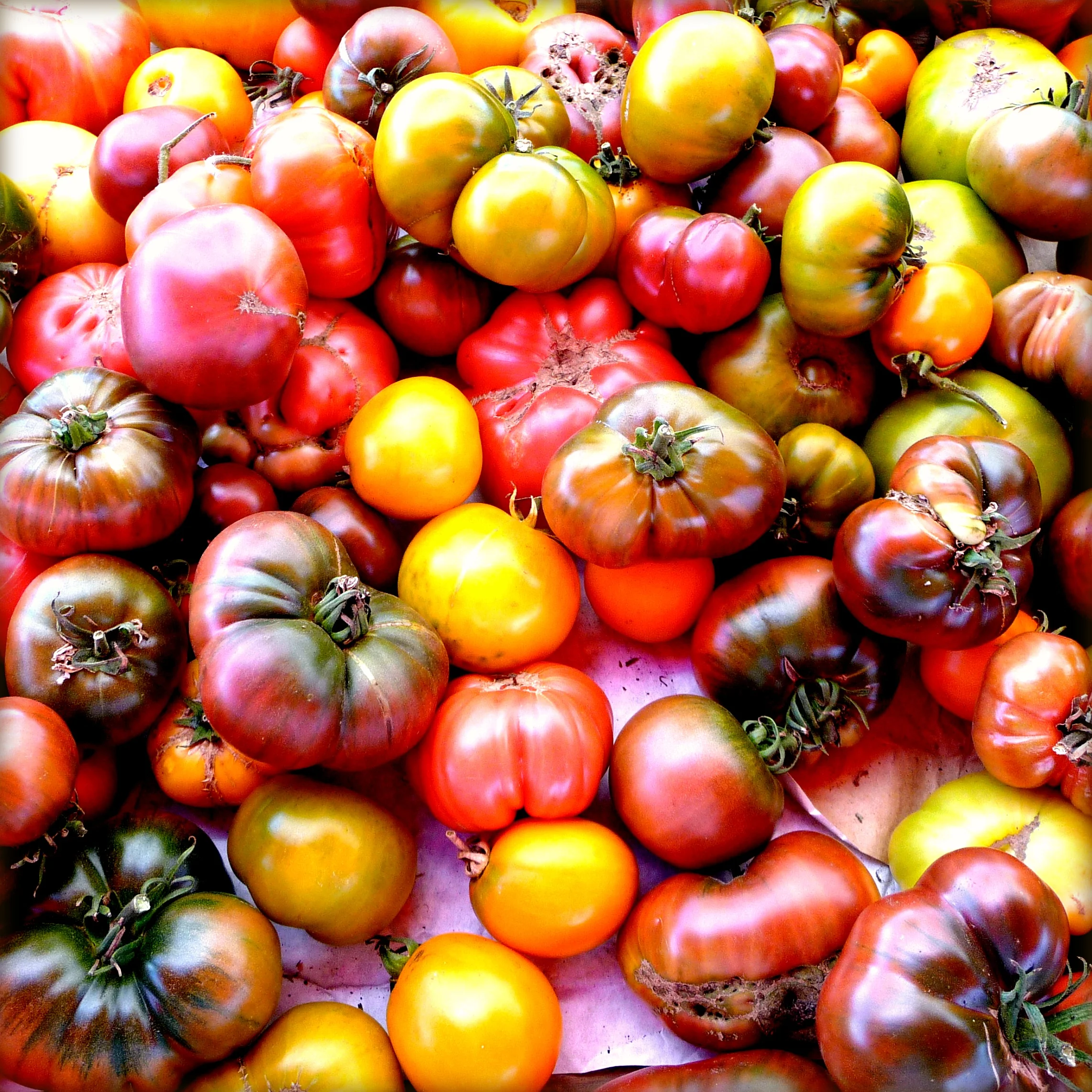 Totally Tomatoes: How to Successfully Grow Tomatoes in Tallahassee