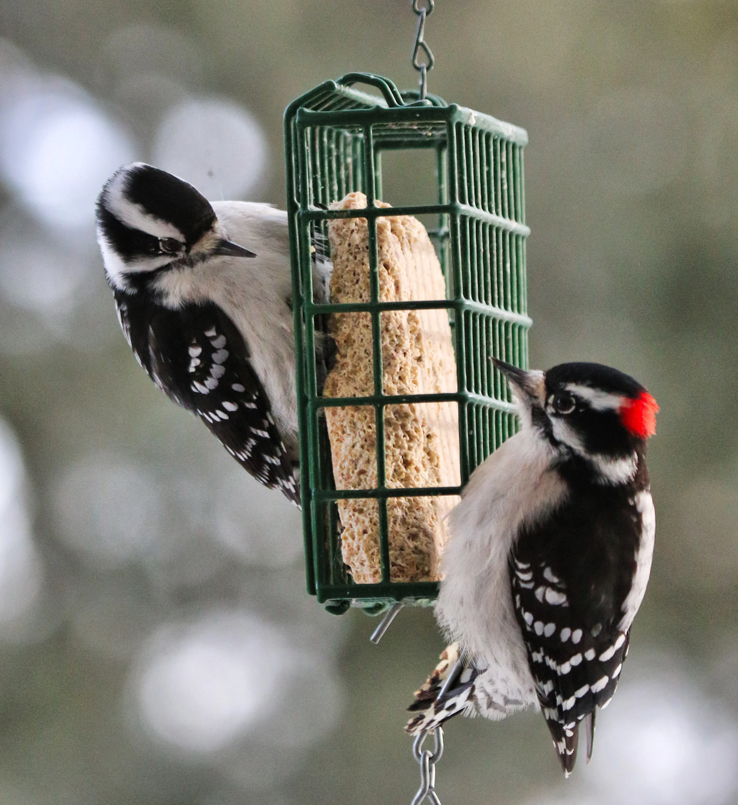 Birding for Beginners