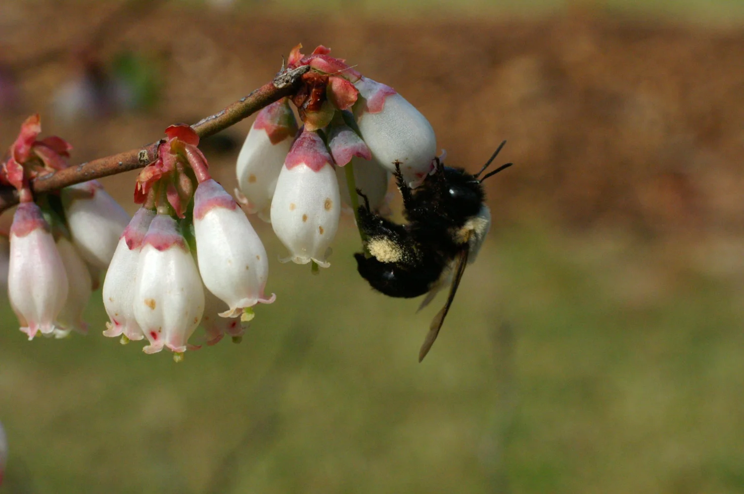 Support Native Bees