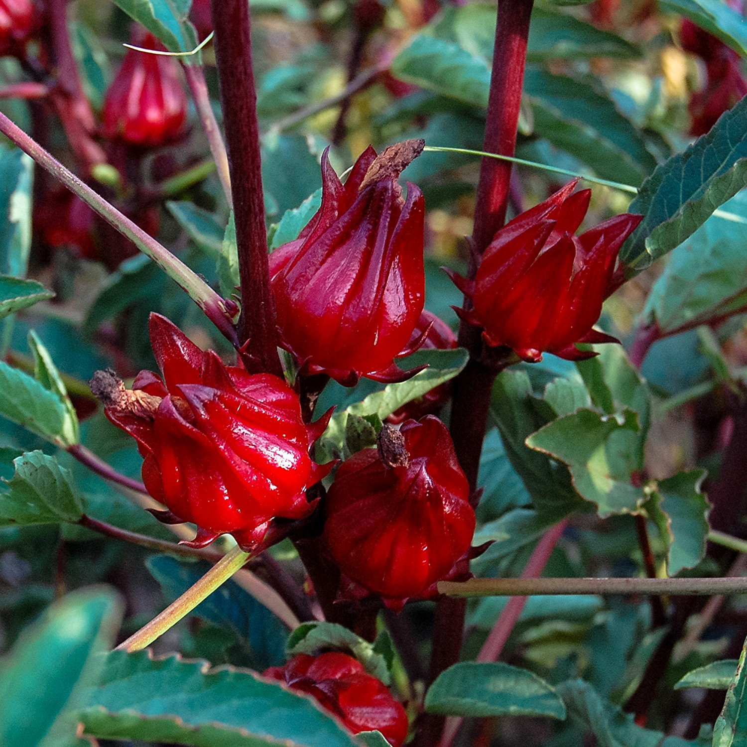 Roselle a.k.a. Jamaican Sorrel or Florida Cranberry — Native Nurseries Roselle a.k.a. Jamaican Sorrel or Florida Cranberry — Native Nurseries
