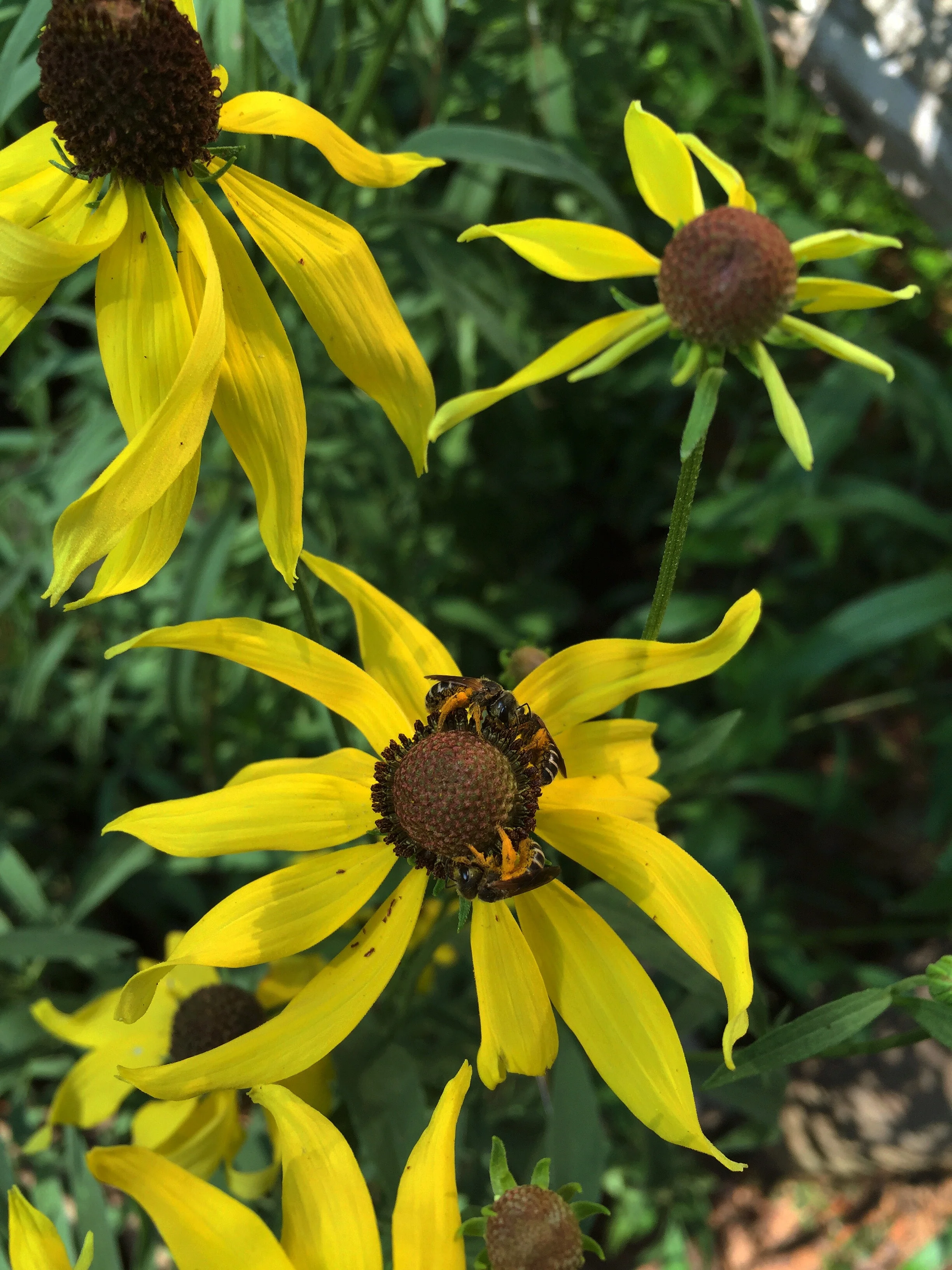 Tiny sweat bees forage for pollen and nectar on the composite flowers of prairie coneflower. Photo by Lilly Anderson-Messec.