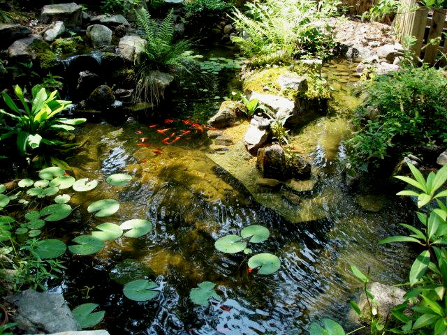 Backyard pond attracts frogs, dragonflies and birds — Native Nurseries