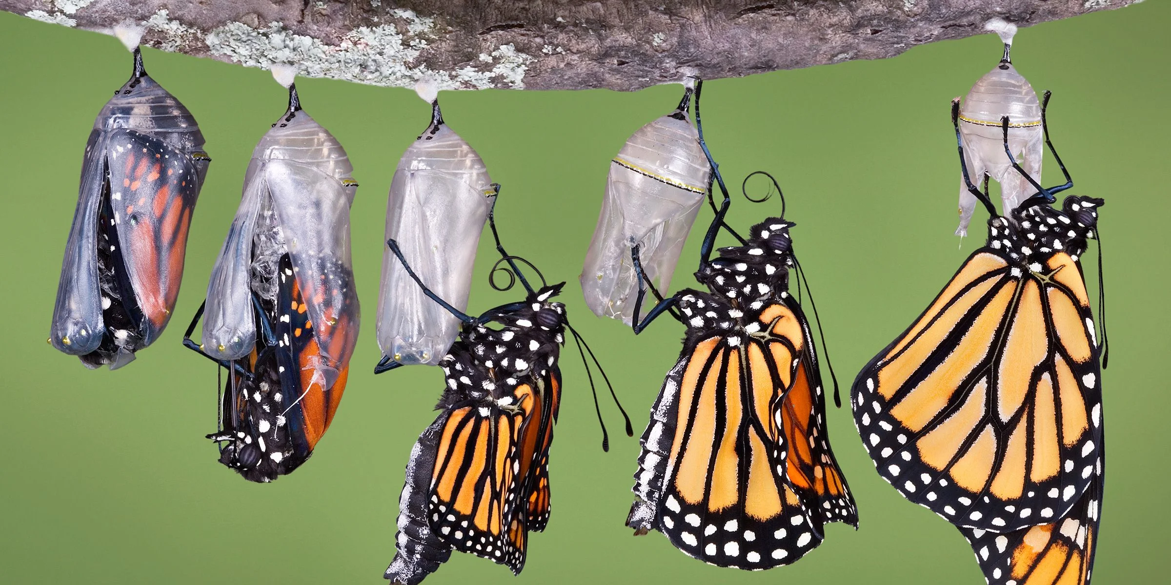 Metamorphosis Magic
