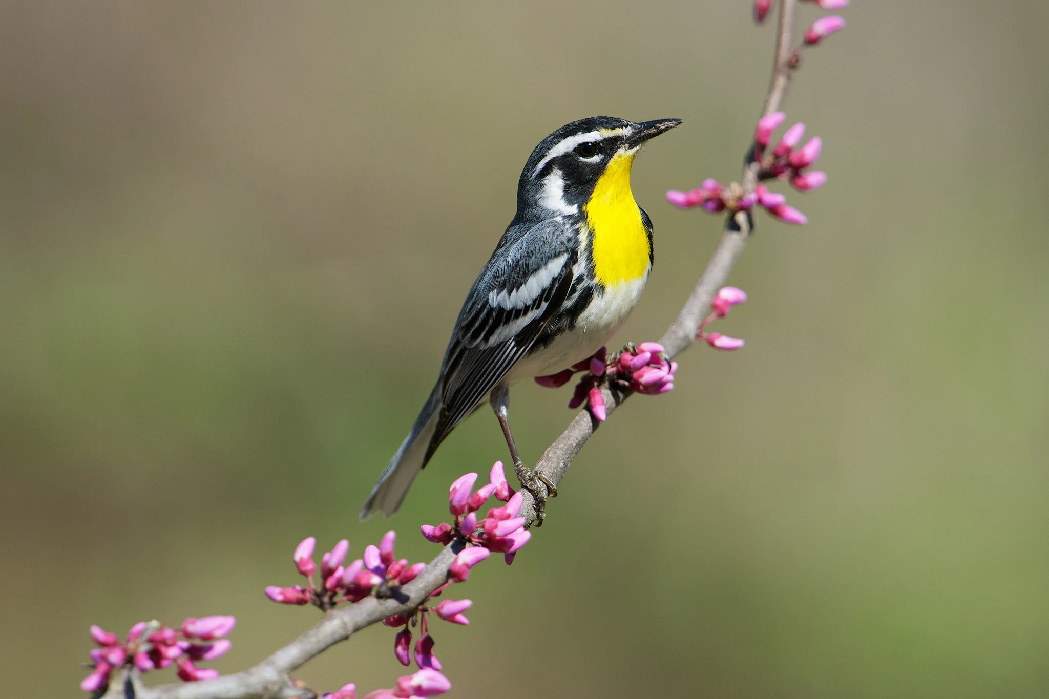 Invite Winter Migrants to Your Feeder