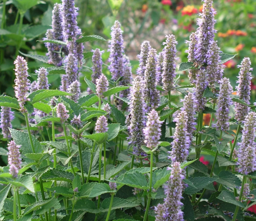 Anise Hyssop, “all-star bee plant,” enhances gardens and landscapes. (Photo: Elizabeth Georges)