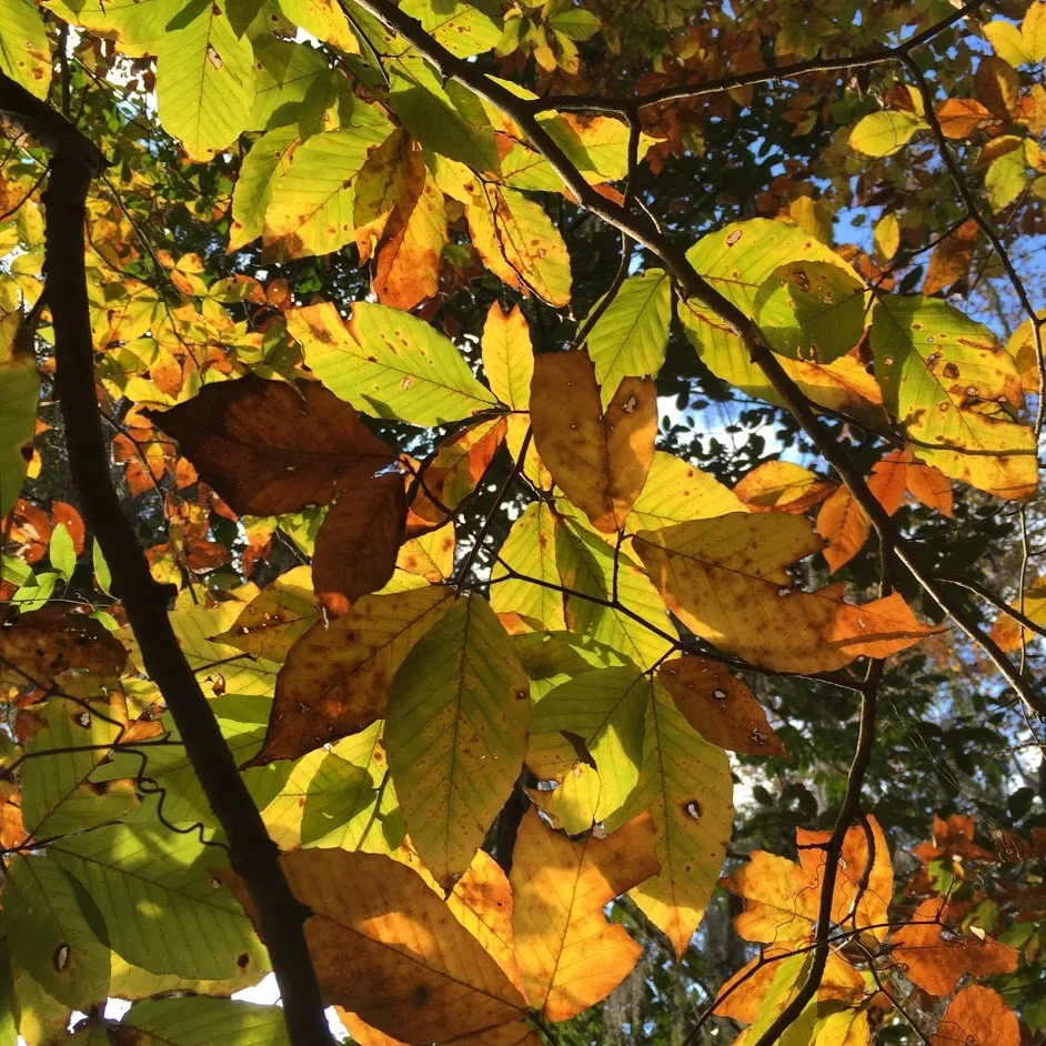 American Beech beginning to show it’s fall foliage. Photo by Lilly Anderson-Messec