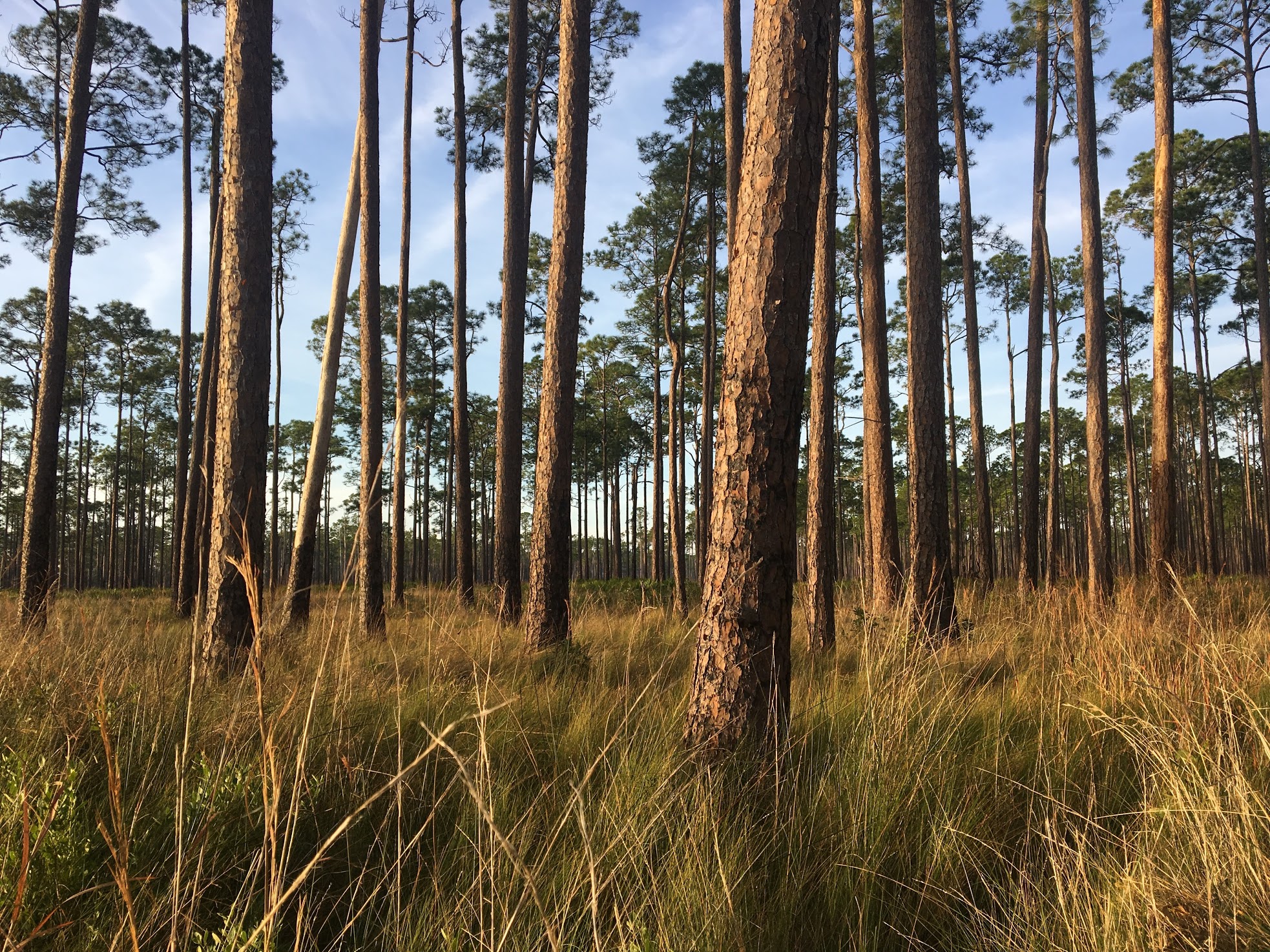 Let's Revive Our Majestic Pine Tree Canopy
