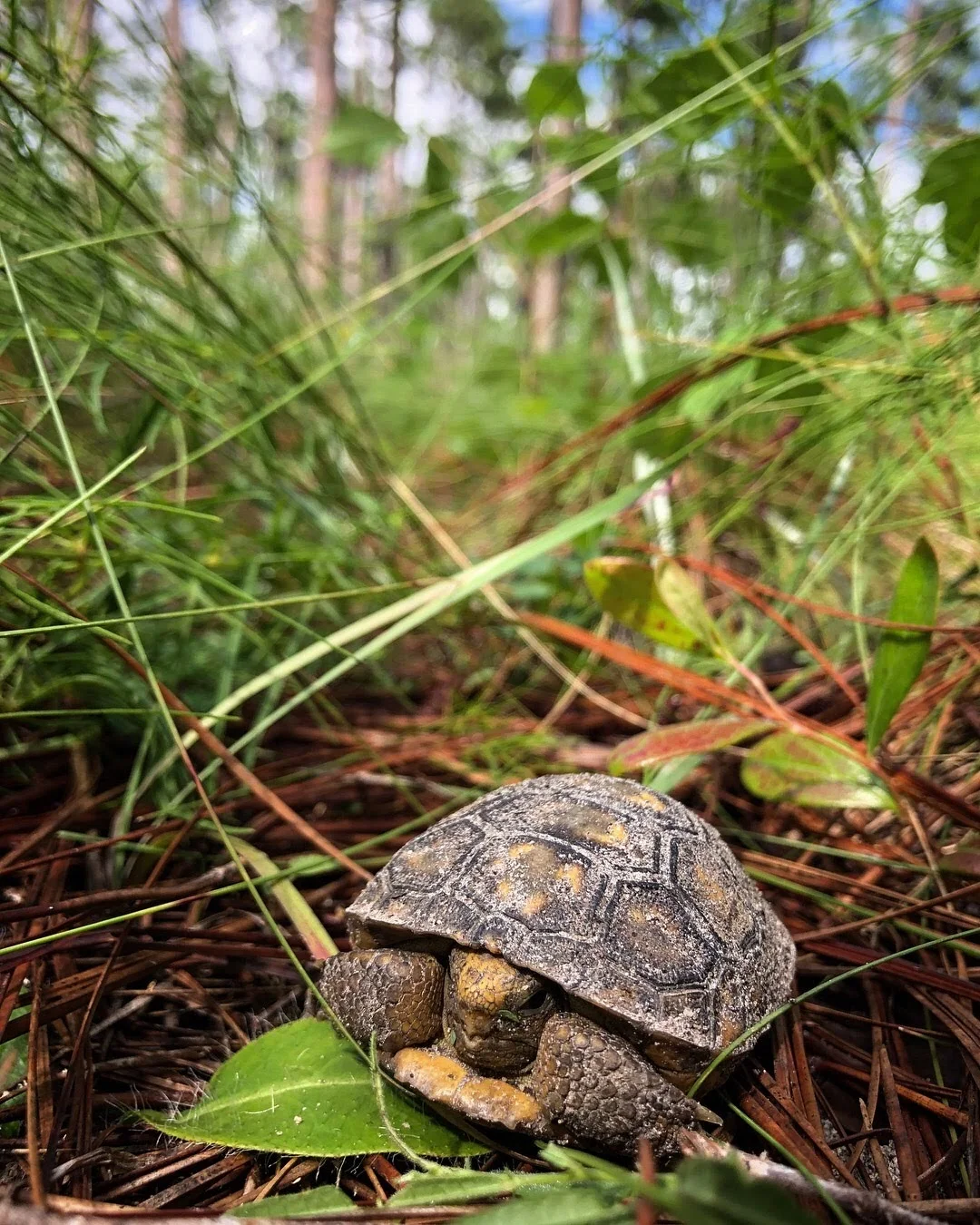 The Gopher tortoise is a currently threatened keystone species that relies on healthy pine forests for habitat. Photo by Lilly Anderson-Messec (Photo: Lilly Anderson-Messec)