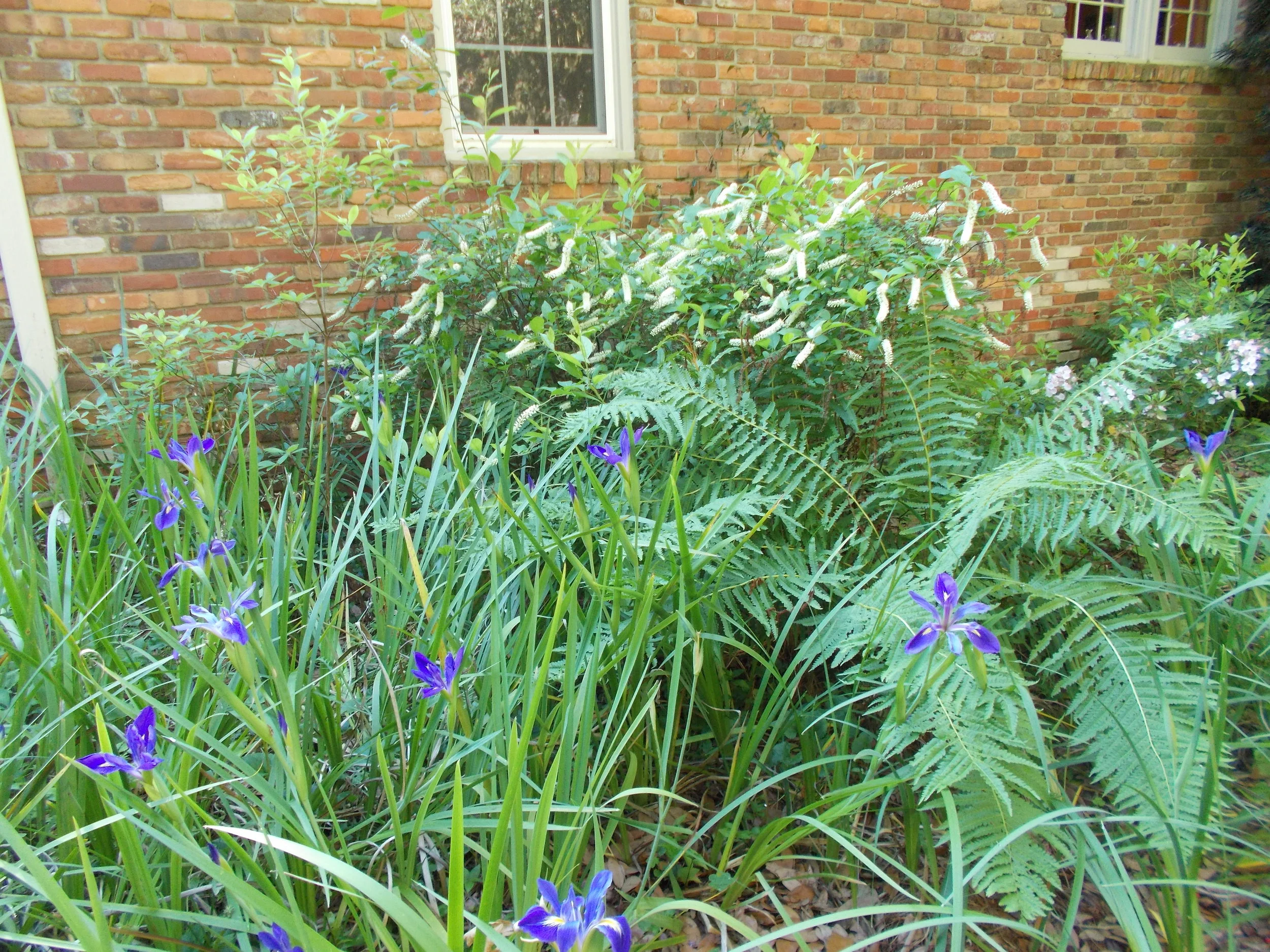 A rain garden can slow the flow of water. Photo by Donna Legare.