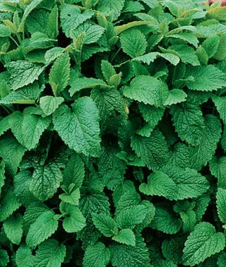 lemon-balm.jpg
