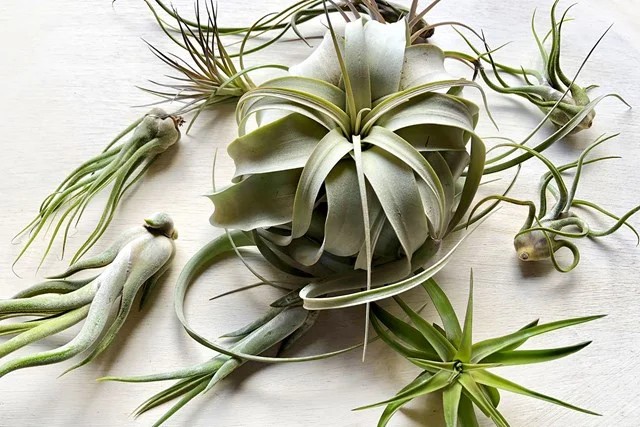 Airplants  Native Nurseries