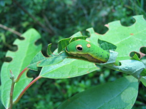 Spicebush caterpillar on sassafras. Photo by Donna Legare.