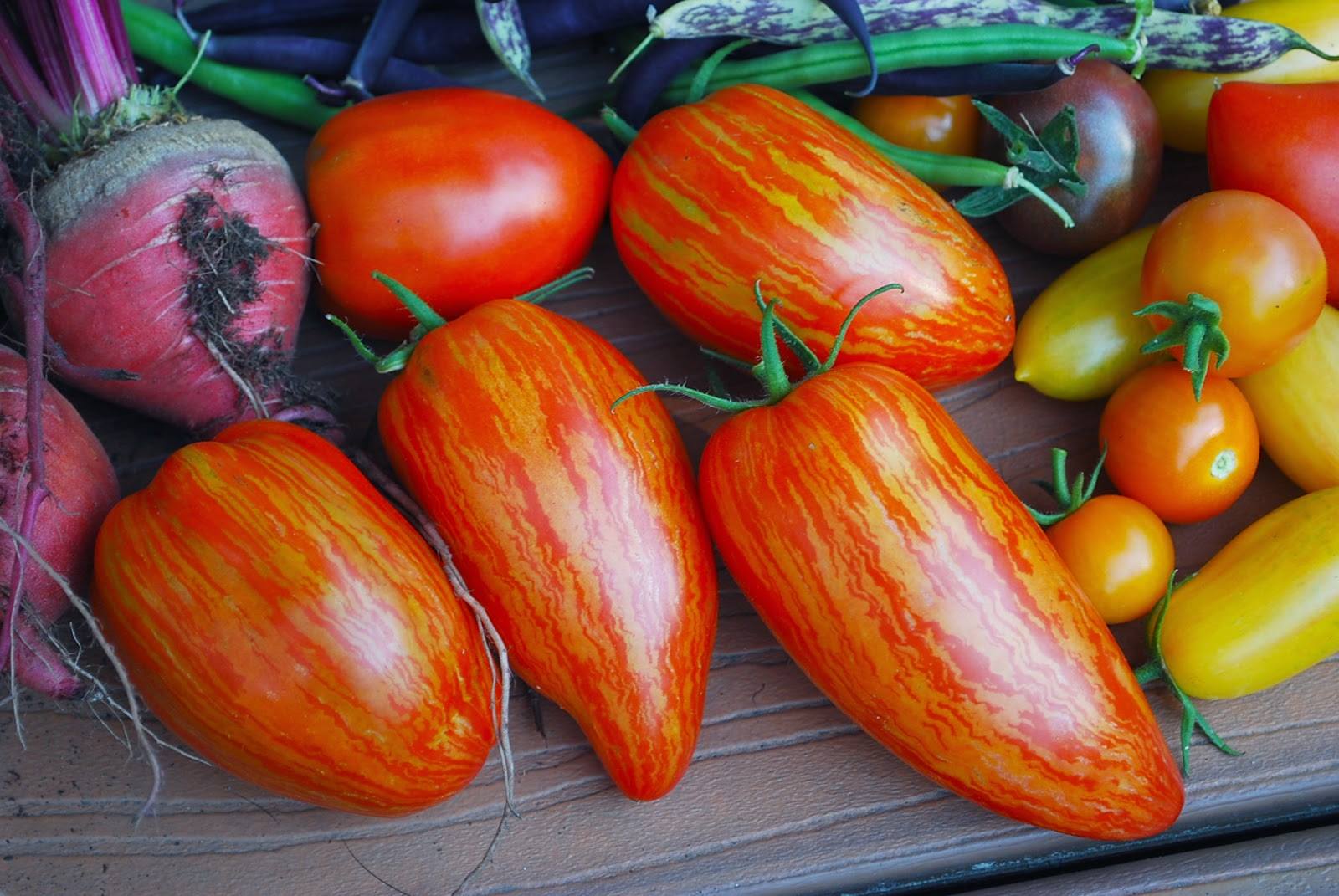 Totally Tomatoes How to Successfully Grow Tomatoes in Tallahassee
