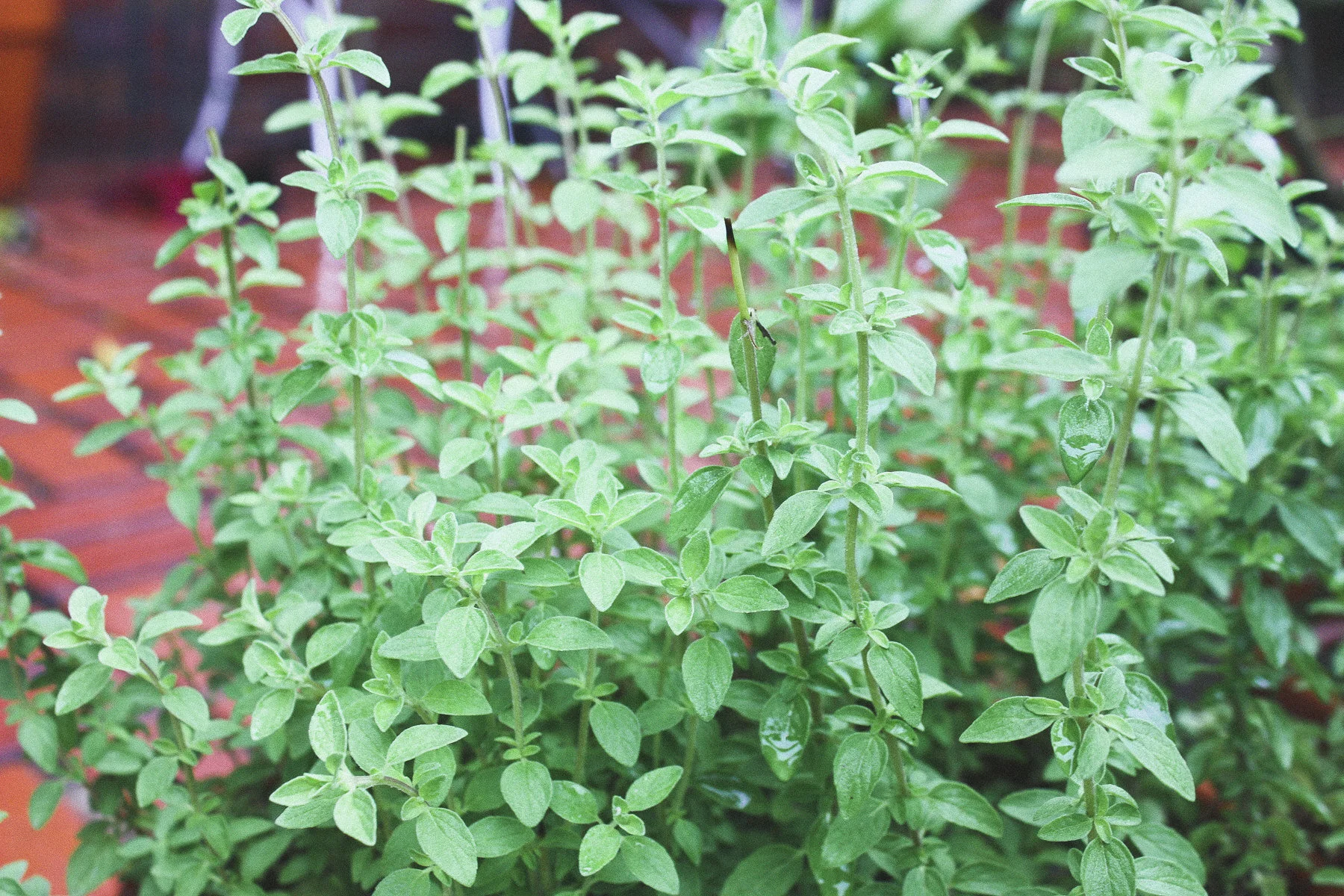 Lovely Herbs of Summer Spice up Your Yard and Kitchen — Native Nurseries