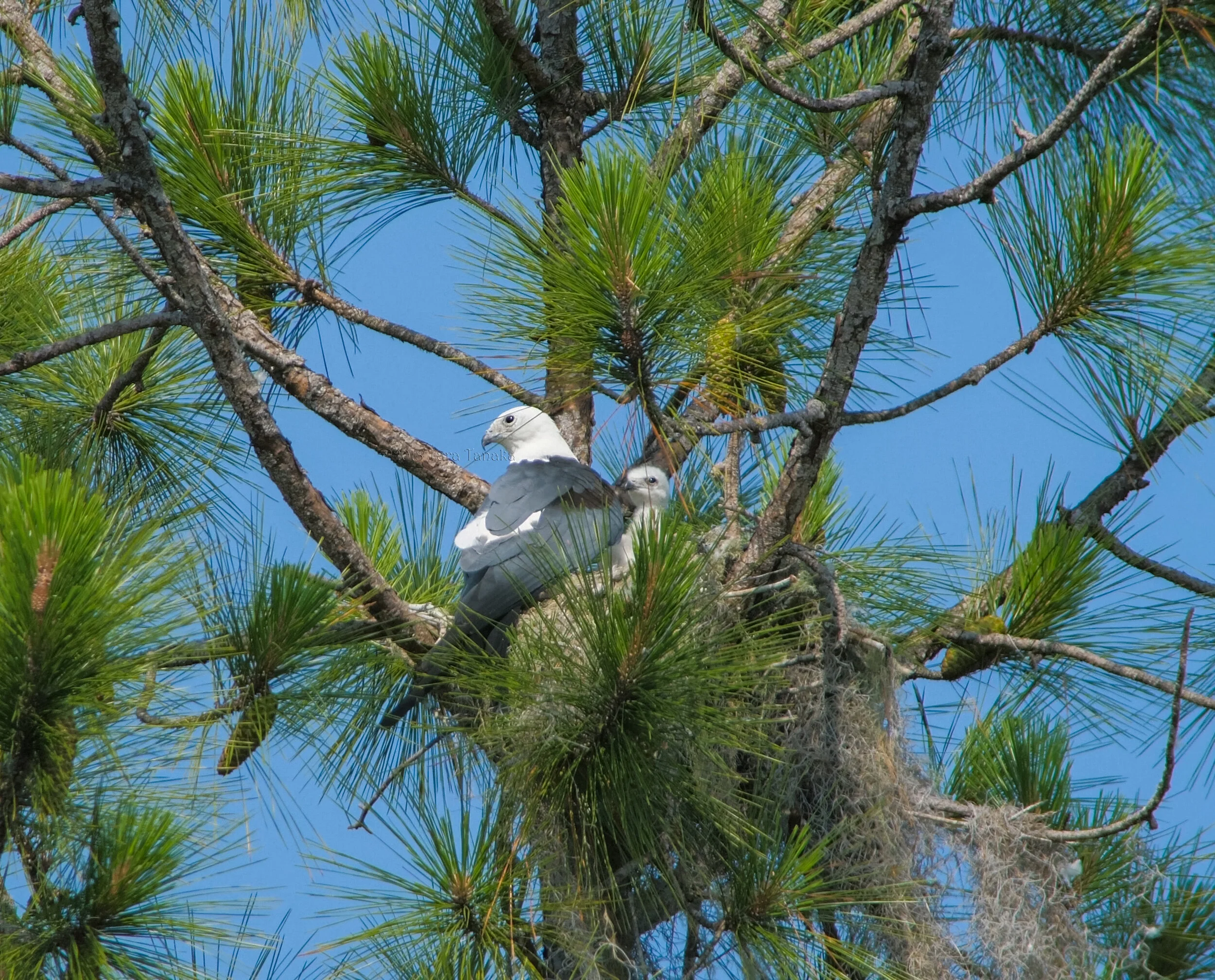 Spanish Moss: A Valuable Ecological Component of our Natural Plant Communities and Landscapes