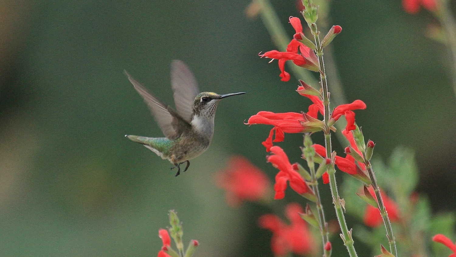 Best Florida Fall Winter Plants for Bees Butterflies And Hummingbirds: Top Bloom Picks 3 Best Florida Fall Winter Plants for Bees Butterflies And Hummingbirds: Top Bloom Picks