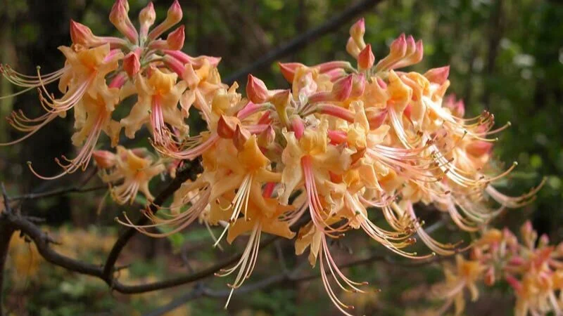 native-azalea-r-flammeum.jpg