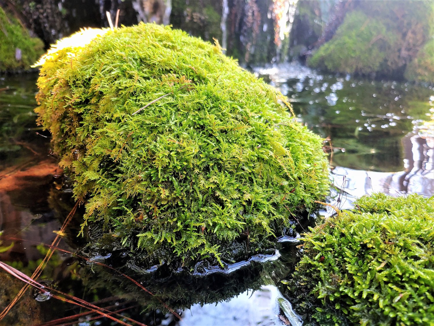 Adding Green Ground Cover To Your Landscape With A Recipe For Moss