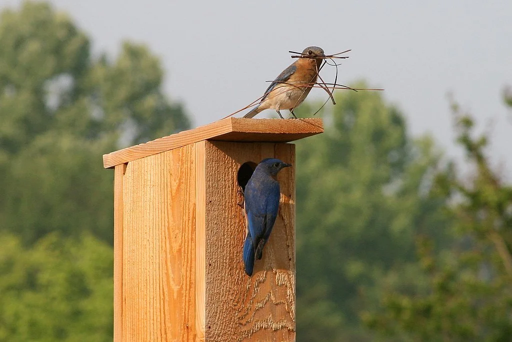 Your Yard Can Be Habitat for Bluebirds and Other Cavity Nesting Birds
