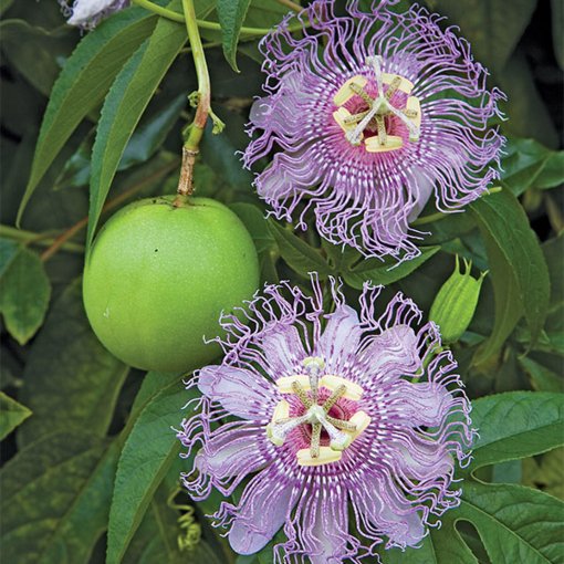 Edible Natives with Bryce Lovelace