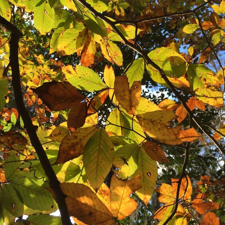 The Value of Planting Canopy Trees