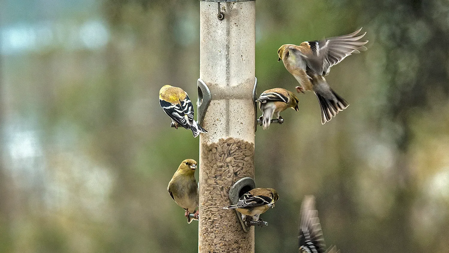 Annual Birdseed Benefit for The Tallahassee Museum